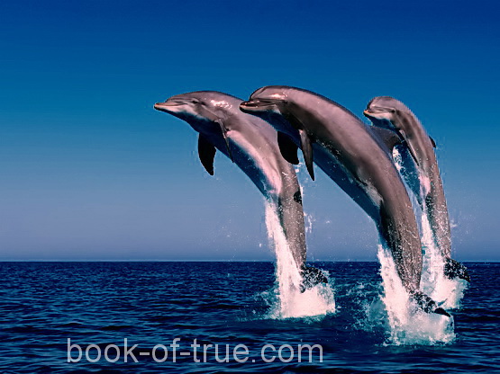 Dolphins - Delfin
